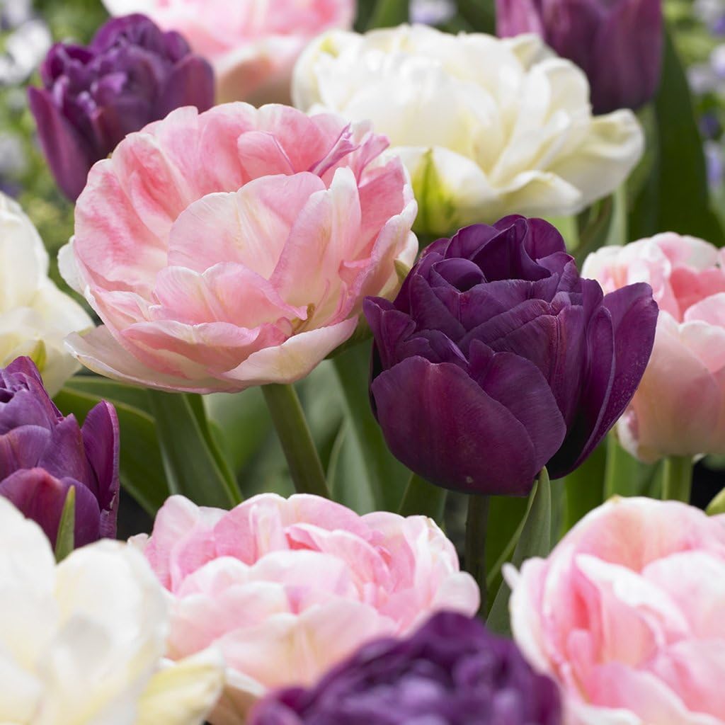 Tulips Zyverden Van Double bulbs 15 of Set Blend Peony