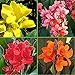 Mixed Colors Canna Tropical Sunset Mix 2-3 Eye Rhizome - 10 LARGE Bulbs - Gorgeous Blooms! Ships from USA from Licensed Nursery