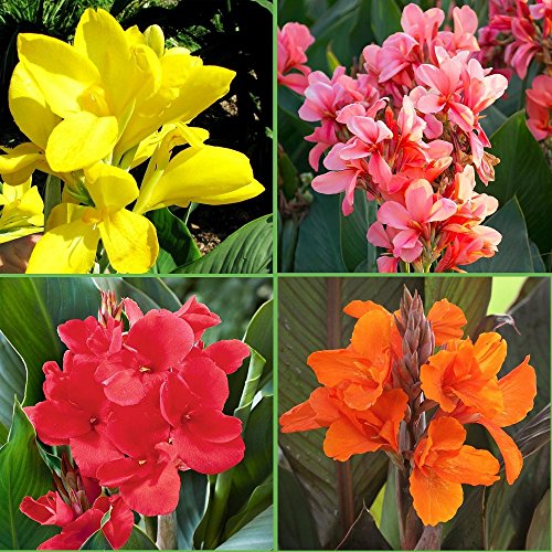 Mixed Colors Canna Tropical Sunset Mix 2-3 Eye Rhizome - 10 LARGE Bulbs - Gorgeous Blooms! Ships from USA from Licensed Nursery