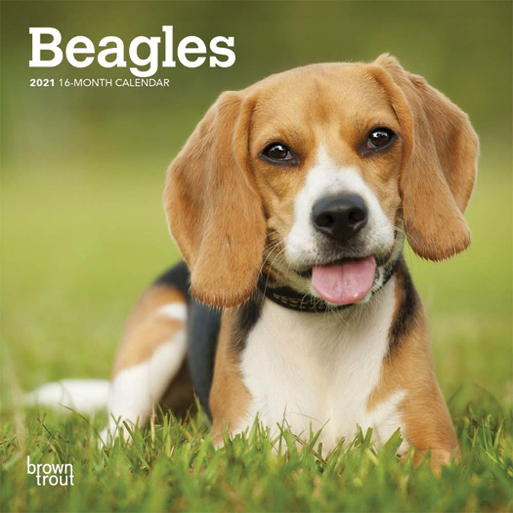 Beagles 21 7 X 7 Inch Monthly Mini Wall Calendar Animals Dog Breeds Browntrout Publishers Inc Browntrout Publishers Editing Team Browntrout Publishers Design Team Browntrout Publishers Design Team Amazon Com Books