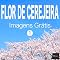 Livro FLOR DE CEREJEIRA Imagens Grátis 1 BEIZ images - Fotos Grátis