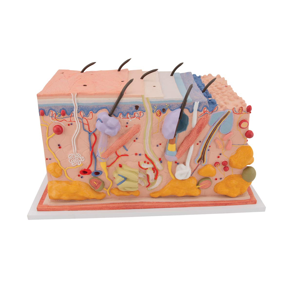 3B Scientific Skin Block Model 70 Times Full Size + free anatomy software - 3B Smart Anatomy