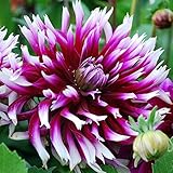 Alauna Clair-Obscur Fimbriata Dahlia - 2 Root Clumps - #1 Size