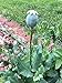 Afghan Blue Organic Poppy Seeds 3 Full Pounds