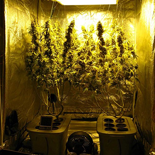 SHINE HAI Grow Tent 48"x48"x80" Mylar Hydroponic Growing Tent with Observation Window, Removable Floor Tray for Indoor Plant Growing 4'x4', Fruits Flowers Vegetables Growing - Thumbnail 6