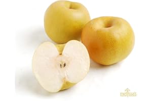 MELISSA'S PRODUCE Melissa's Fresh Asian Pears, Set of 6