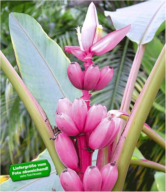 BALDUR-Garten Rosa Zwerg-Banane, 1 Pflanze Musa velutina Keniabanane