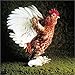 The Fairest Fowl: Portraits of Championship Chickens