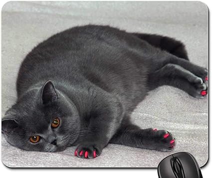 Amazon Co Jp マウスパッド 英国猫 グレー 猫 ファットキャットマニキュア 文房具 オフィス用品