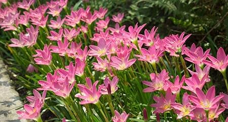 FernsFly IMP. Rain Lily | Zephyranthes Lily | Magic lily Flower Bulbs Home Indoor Outdoor Flowering Gardening Bulbs Blooming planting (Pack of 30 Dark Pink Rain Lily)