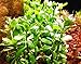 Mainam Moneywort Bacopa Monnieri Bundle Live Aquarium Plant for Freshwater Fish Tank Decoration 3 Days Live Guaranteed