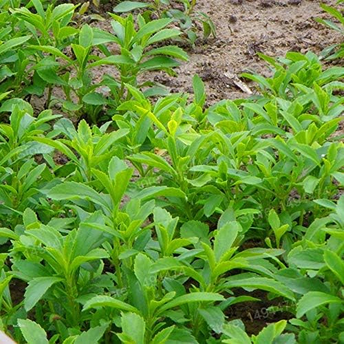 AGROBITS Semillas: 1000 nueva Stevia rebaudiana flores mares ...