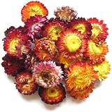 TooGet Dried Flowers & Herbs Set 12 Bags for Bath, Candles & Crafts view 3