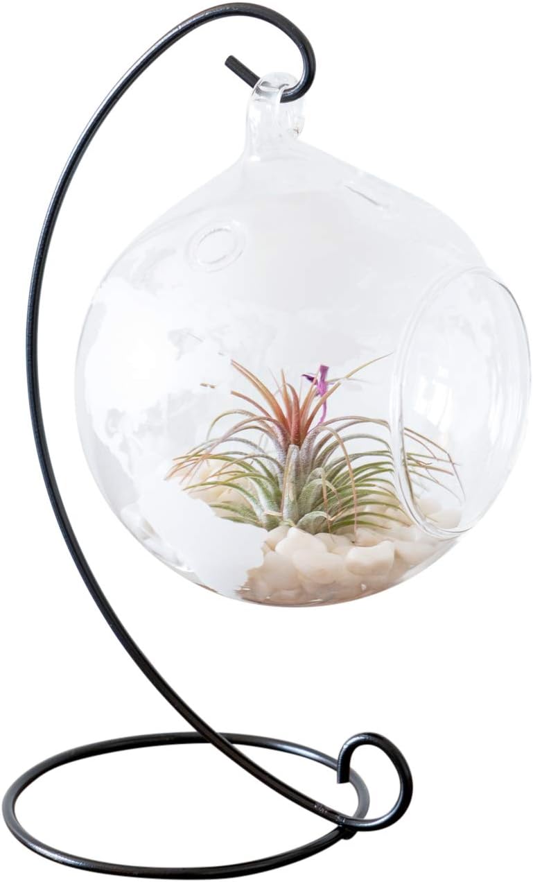 Terrarium Stand Plant Globe Glass Globe Stand Glass Terrarium Globe