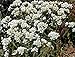 100 White SWEET EVERLASTING Gnaphalium Obtusifolium Butterfly Flower Herb Seeds