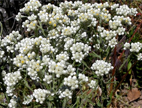 100 White SWEET EVERLASTING Gnaphalium Obtusifolium Butterfly Flower Herb Seeds 100 White SWEET EVERLASTING Gnaphalium Obtusifolium Butterfly Flower Herb Seeds