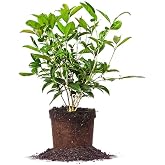 Perfect Plants Tea Olive Live Plant, 1 Gallon, Fragrant Osmanthus | Sweetly scented blooms perfume the whole yard, zones 8-11, glossy evergreen for privacy hedges, draws hummingbirds