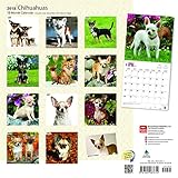 Image de Chihuahuas 2018 12 x 12 Inch Monthly Square Wall Calendar with Foil Stamped Cover, Animals Small Dog Breeds Puppies (Multilingual Edition)