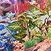 Smarlin Aquarium Plants Decoration, Artificial Plants for Fish Tank, 2 Pack (10 inches Height)