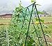 NKTM Vegetables & Fruits Nylon Trellis Support for Climbing Plants, Vine & Veggie Trellis Net, 5.9 Ft x 11.8 Ft St. Patrick's Day