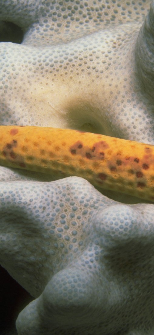 PeelitStickit Underwater, Undersea Wall Murals, ID-110, vinyl