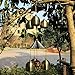 Sun Cling Great Sound Bronze Color Temple Bells Wind Chimes Windchimes