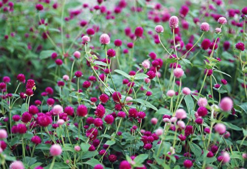 image for TooGet Dried Gomphrena globosa Flower, Natural Globe Amaranth Flower W