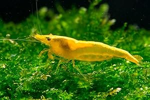 ShrimpRack™ 10 Neocaridina Freshwater Aquarium Shrimps 1/4 to 1/2 inch Long. Pick Your Colors (Yellow Golden Back)