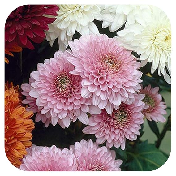 Chrysanthemum Dendranthema Late Spray Beppie Rose Plug Plants x 6 Cut