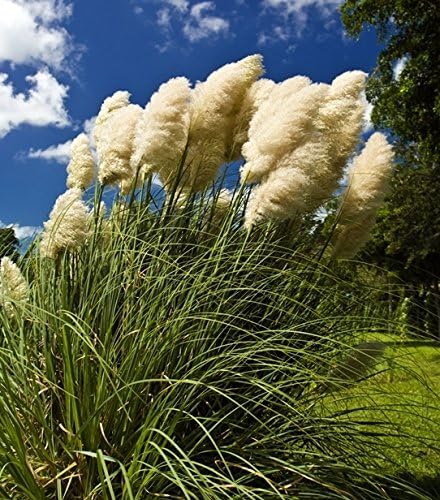 Pampas Grass Seeds - Cortaderia selloana -
