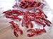 24 (2 DOZEN) CRAWFISH LOBSTER Metallic Red Seafood Boil Party