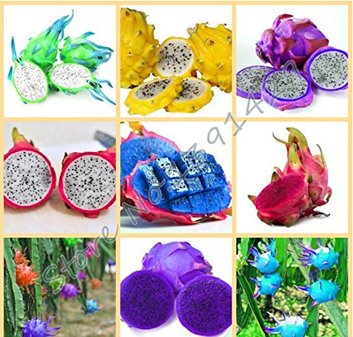 Mr.seeds 50pcs/ bag rare 9 kinds of pitaya seeds, very beautiful fruit seeds dragon fruit seeds