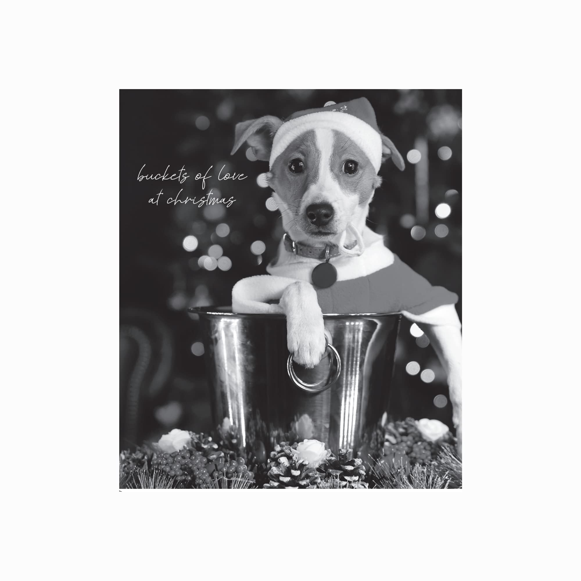 Christmas Card From The Dog, Cute Dog Christmas Cards, Dog Christmas Card, Generic Christmas Card, Christmas Cards Dog, Christmas Cards From The Dog, From The Dog Christmas Card