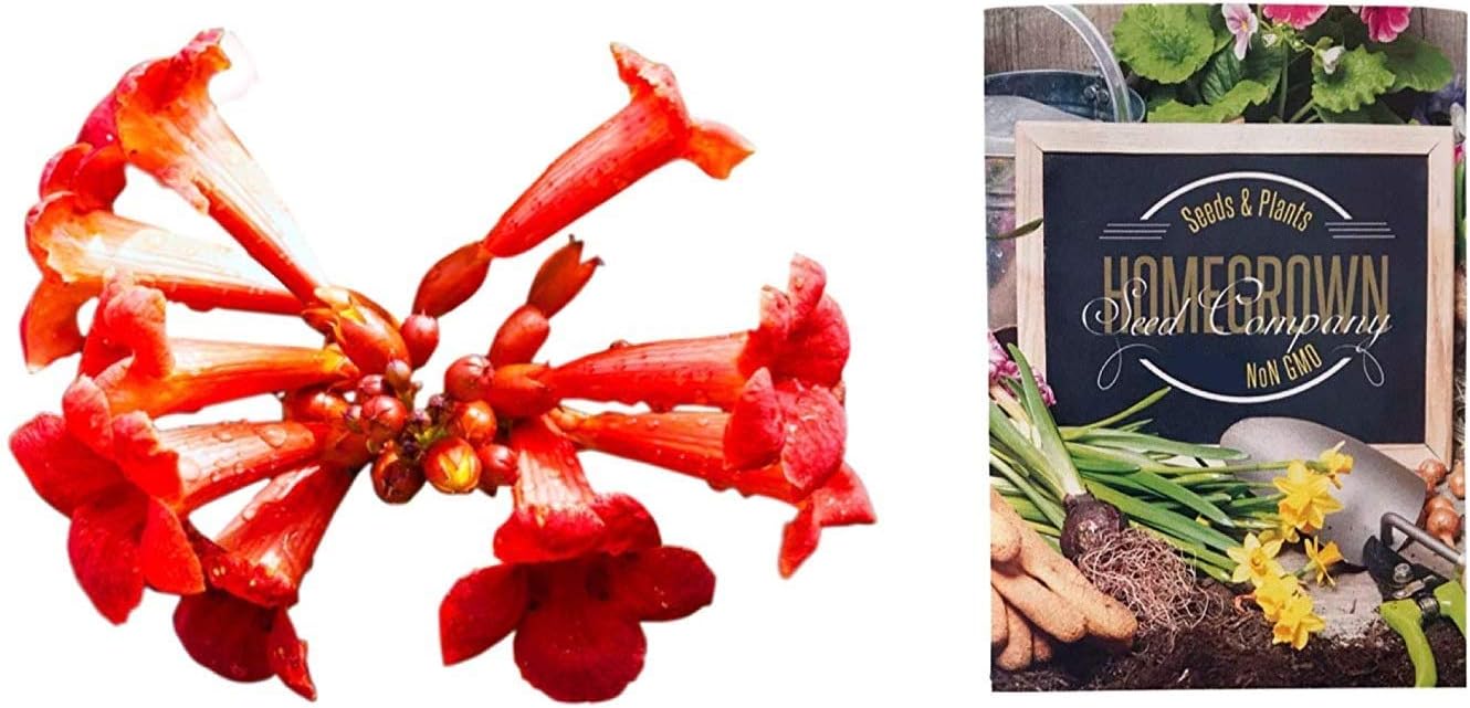 Homegrown Trumpet Vine Seeds, Seeds, Summer Fire Trumpet Vine (25)