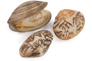 Pana Pesca Whole Shell Baby Clam, 8 Ounce -- 20 per case.