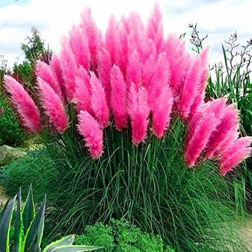 500~2000 Pampas Ornamental Seeds Bonsai Plant Flower Cortaderia Selloana Grass(Pink 2000pcs)