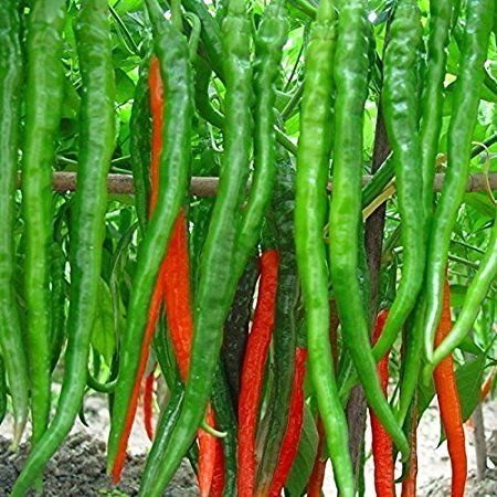 Arlo Vegetable seeds F1 Hybrid Long Green chili - Hot Pepper Seeds 50+ Seeds Pack For Kitchen Garden