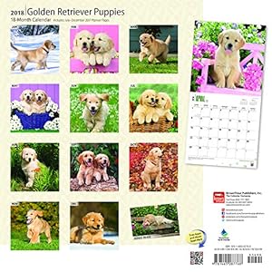 Golden Retriever Puppies 2018 12 x 12 Inch Monthly Square Wall Calendar, Animals Dog Breeds Golden Puppies (Multilingual Edition)