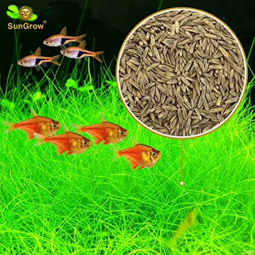 Luffy Hair Grass Seeds, Mid or Foreground Tank Decor, Amphibious Carpet Aquarium Plant, Can Grow Fast Up to 4 Inches, Creeper Plant Covers Tank Surface Quickly, 0.35 Ounce Pack