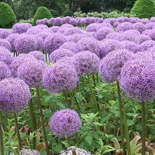 LFOEwpp7 Unique Giant Onion Seeds, Allium Giganteum Flower, Garden Bonsai Plants Home Decor 100Pcs Light Purple Giant Onion Seeds