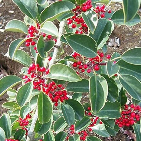 Amazon Co Jp Round Leaf Holly Tree Height 1 5 M Root Roll Kanoyamoti Night Autumn Winter With Red Berries In 色duku Evergreen 高木 No Brand Goods Home Kitchen Amazon Co Jp Round Leaf Holly Tree Height 1 5 M Root Roll Kanoyamoti Night Autumn Winter With Red Berries In 色duku Evergreen 高木 No Brand Goods Home Kitchen