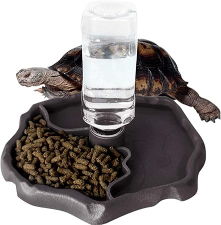 automatic lizard feeder