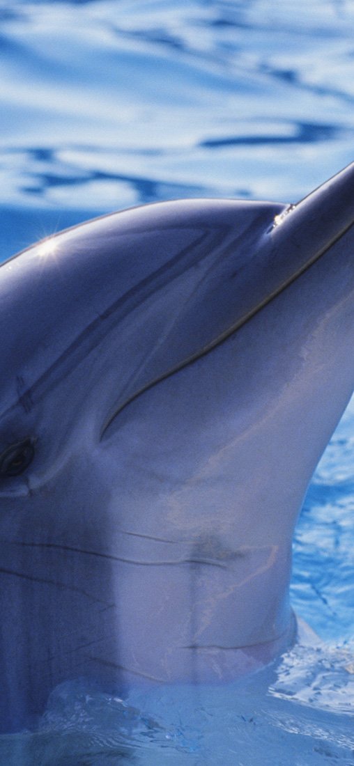 PeelitStickit Dolphin Underwater, Undersea Wall Murals ID-009, vinyl