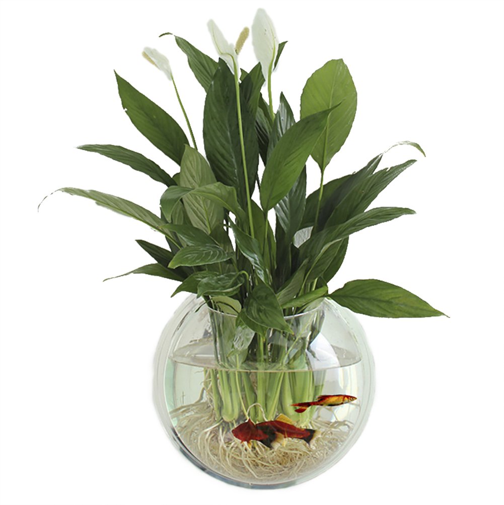 plant with fish in bowl