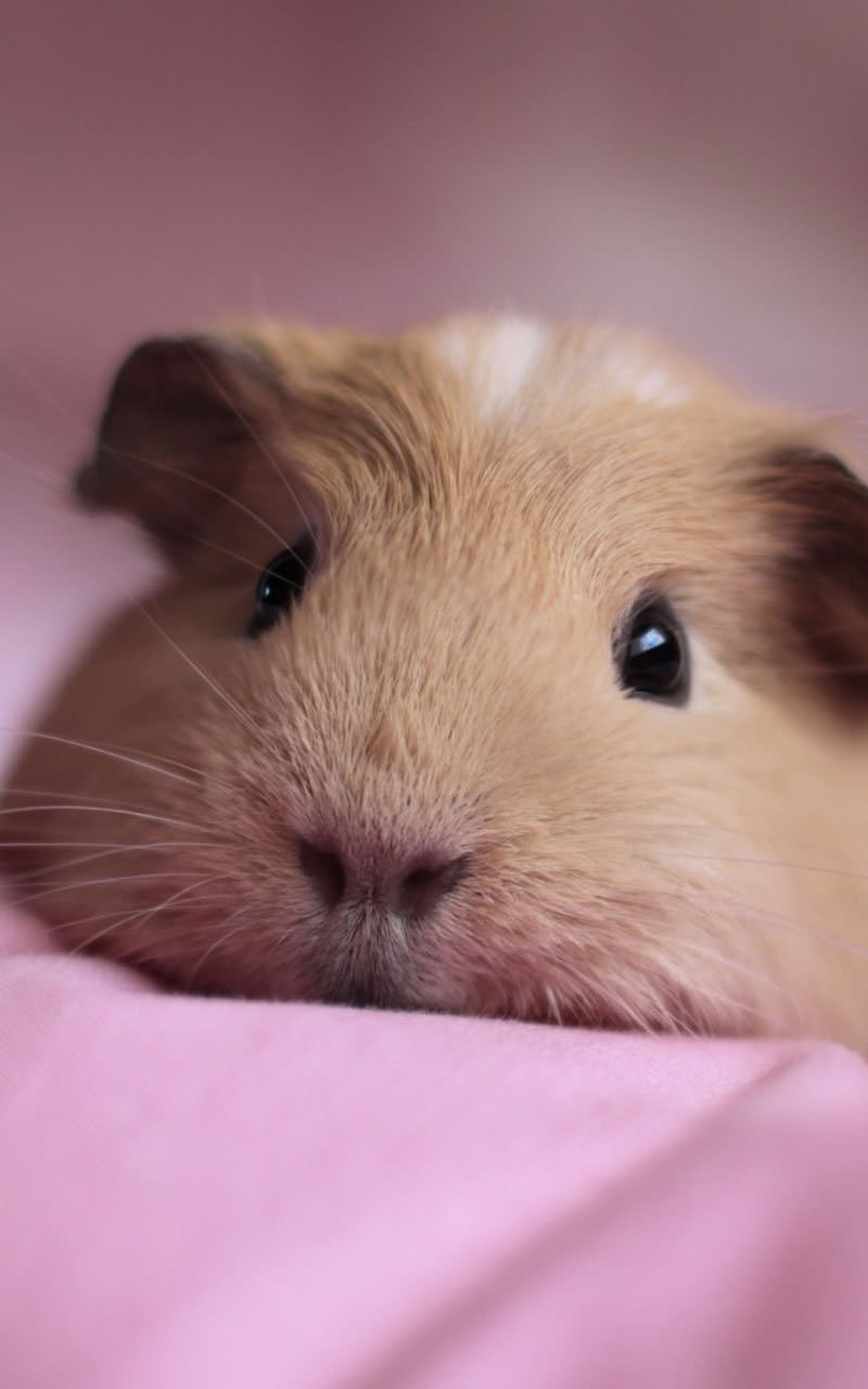 Amazon.com: Cute Animals Live Wallpaper: Appstore for Android