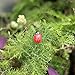 OHTOP 10Pcs Beetle Ladybug Fairy Garden Ornament Figurine Miniature Dollhouse Decor(Red)