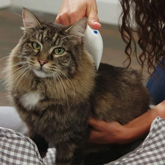 ナンセンス 香り 美徳 猫 シラミ 写真 Teatroballetbarcelona Com