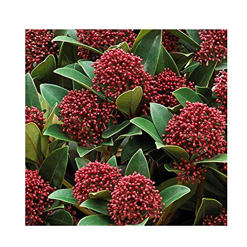Skimmia 'Red Dwarf' 15cm Pot Size