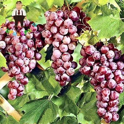 bolsas para uvas amazon