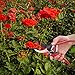Pruning Shears - Wsiiroon Sharp Bypass Pruning Tools,Pruning Snip,Tree Trimmer, Premium Titanium Garden Shears, Hand Pruner,Clippers For The Garden.